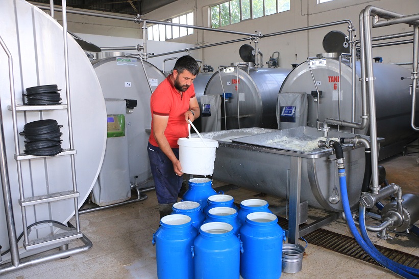 Ticari süt işletmeleri tarafından toplanan inek sütü miktarı, Eylül ayında