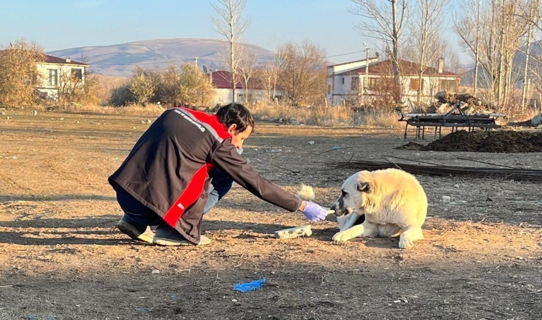 Erzincan’da başıboş sokak köpekleri, hem hayvan hem de insan sağlığını