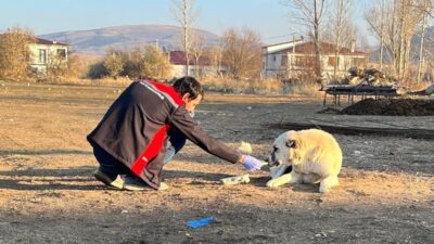 Erzincan’da başıboş sokak köpekleri, hem hayvan hem de insan sağlığını