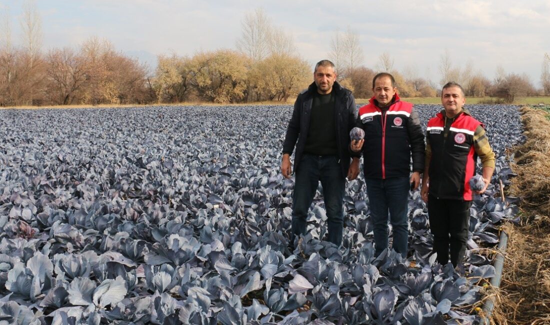 Erzincan’ın mikroklima özelliği sayesinde Aralık ayında brokoli, karnabahar ve mor