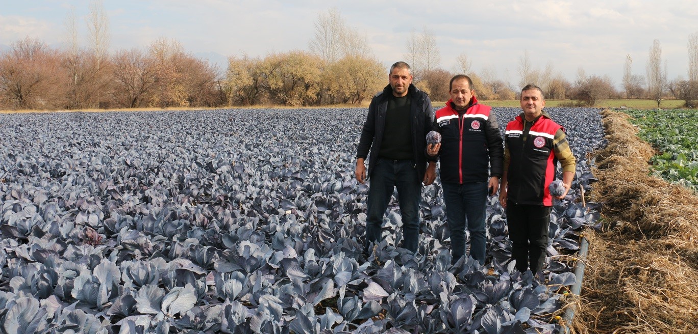 Erzincan’ın mikroklima özelliği sayesinde Aralık ayında brokoli, karnabahar ve mor
