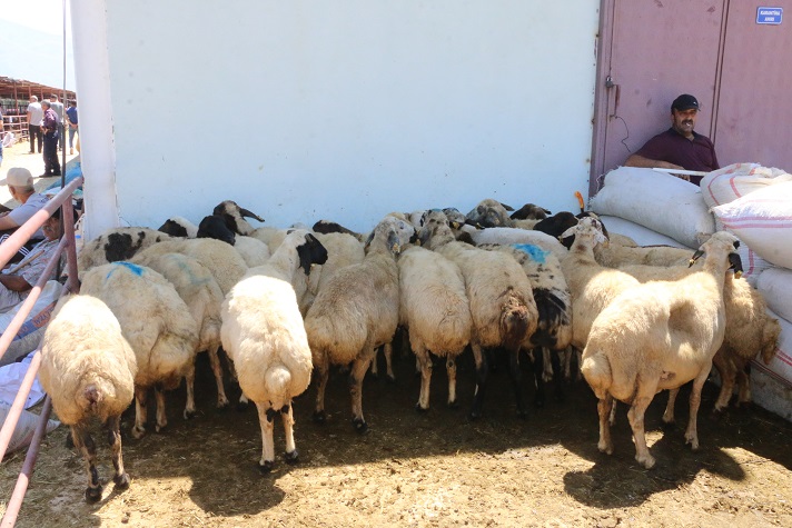 Tarım Orman Bakanlığı Tarafından  Kırsalda Bereket Küçükbaş Hayvancılığa Destek