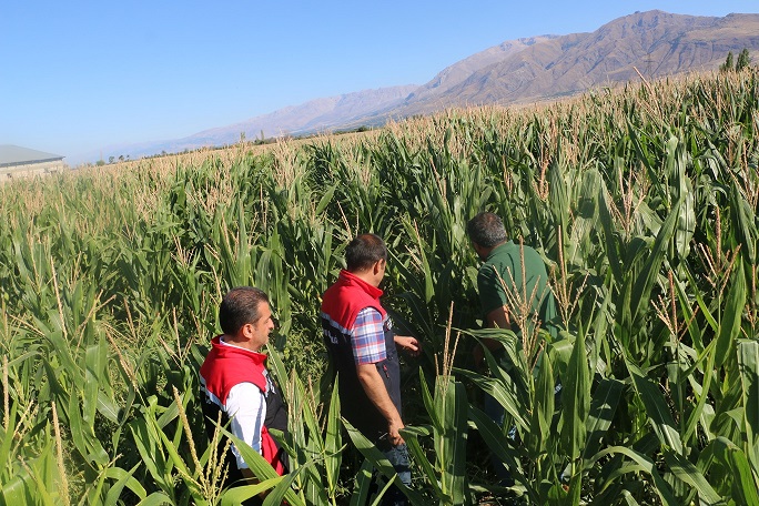 Erzincan’da hayvancılığın temelini oluşturan yem bitkileri üretiminde 2025 yılı adeta