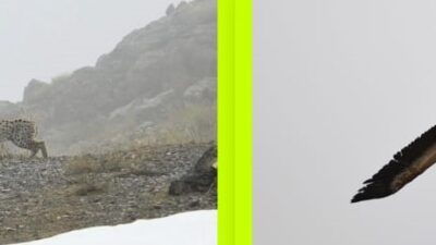 Erzincan Kemaliye İlçe sınırları içerisinde doğal yaşamını sürdüren yaban hayatı