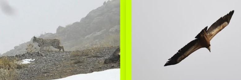 Erzincan Kemaliye İlçe sınırları içerisinde doğal yaşamını sürdüren yaban hayatı