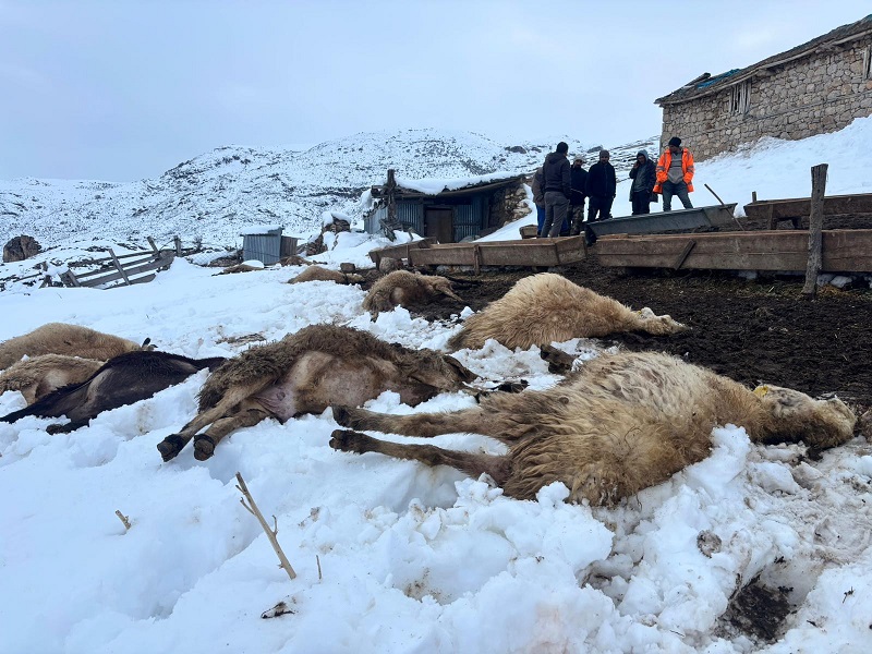 Erzincan’ın Kemah ilçesine bağlı Şahintepe Köyü’nde küçükbaş hayvancılıkla uğraşan üretici