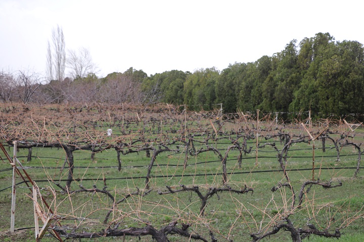 Erzincan Tarım ve Orman İl Müdürlüğünden yapılan paylaşımda; yapılan son