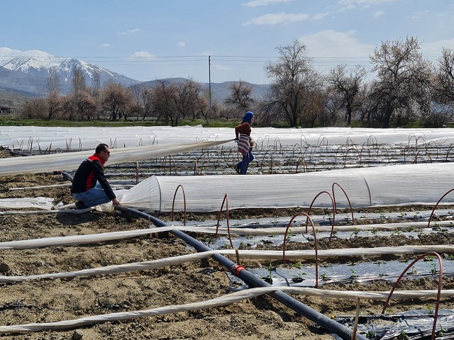 Erzincan’da uygun iklim ve toprak koşulları sayesinde sebzecilik gelişirken, üreticiler