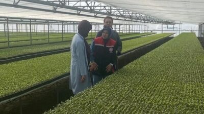 Tarım ve Orman İl Müdürlüğü ekipleri, sebze fidesi üretimi yapan