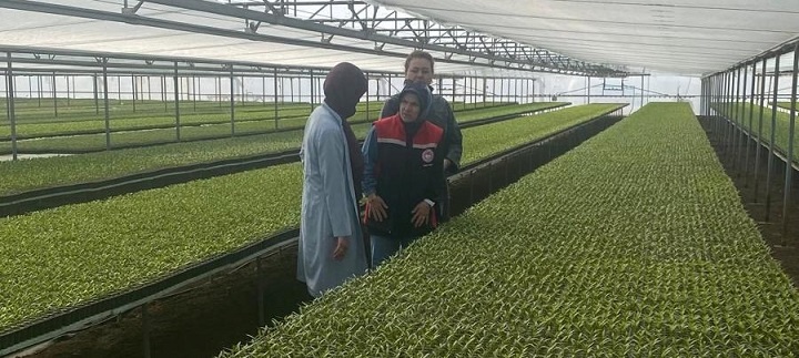 Tarım ve Orman İl Müdürlüğü ekipleri, sebze fidesi üretimi yapan