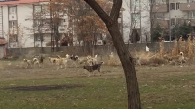 İçişleri Bakanlığı, sahipsiz sokak hayvanlarına ilişkin yürütülen işlemler kapsamında üç