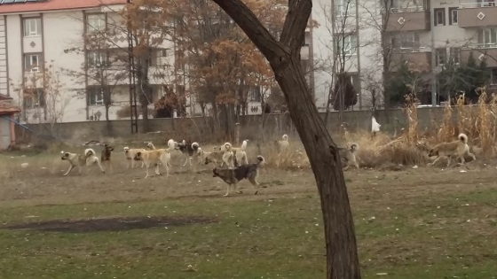 İçişleri Bakanlığı, sahipsiz sokak hayvanlarına ilişkin yürütülen işlemler kapsamında üç