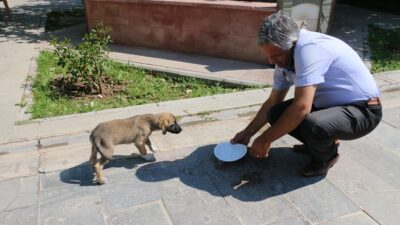 Mevsim normallerinin üzerinde seyreden hava sıcaklıkları nedeniyle sokak hayvanları ve