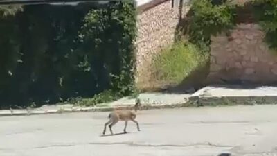 Erzincan'ın Kemah ilçe merkezinde bir dağ keçisi vatandaşlar tarafından görüntülendi.