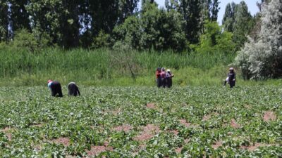 Erzincan Valiliği, yaz ve sonbahar aylarında artan orman yangını riskine