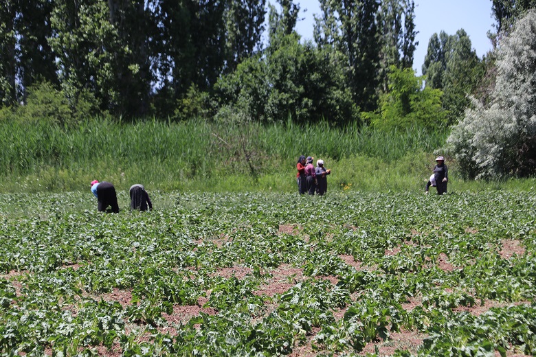 Erzincan Valiliği, yaz ve sonbahar aylarında artan orman yangını riskine