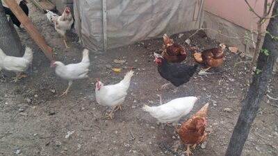 Tavuk eti üretimi 232 bin 238 ton, tavuk yumurtası üretimi