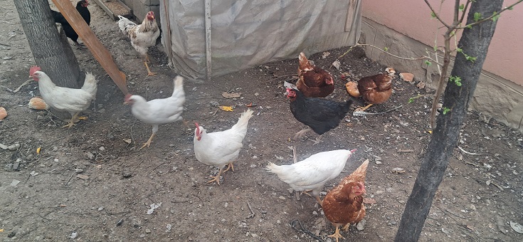 Tavuk eti üretimi 232 bin 238 ton, tavuk yumurtası üretimi