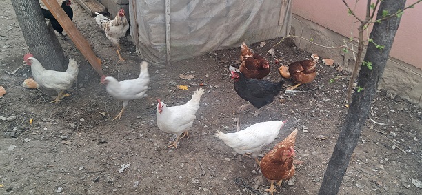 Tavuk eti üretimi 251 bin 861 ton, tavuk yumurtası üretimi