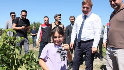 Erzincan’ın coğrafi işaretli önemli tarım ürünlerinden Cimin Üzümü’nde hasat sezonu