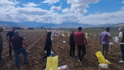 Erzincan’ın Tercan ilçesine bağlı belde ve köylerde kışlık patates hasadı